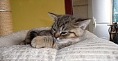 Britská Golden Whiskas – koťata bez P.P.
